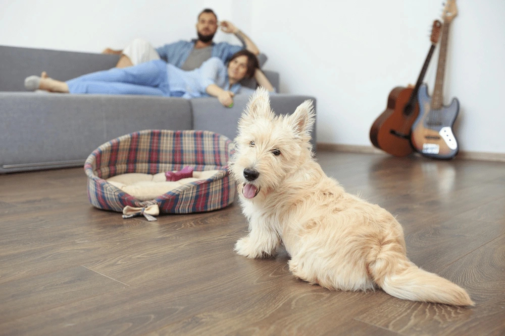 Tiêu chí chọn vật liệu lát sàn cho nhà có thú cưng bền, sạch và an toàn.